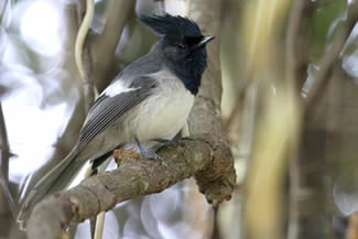 Kaapse kuifmonarch - Trochocercus cyanomelas